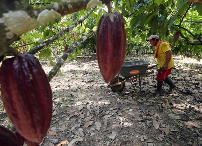 Estos terrenos tienen un gran potencial para el cultivo de productos como aguacates, palma de aceite, cacao y frutas. FOTO EFE