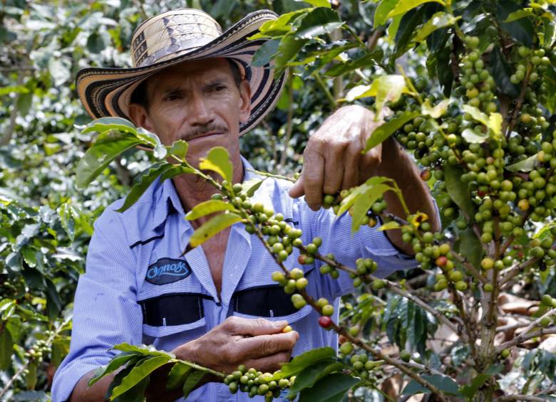 La caficultura colombiana tiene abonado camino para la paz. FOTO JUAN ANTONIO OCAMPO