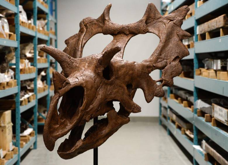 Coleccionista descubre de casualidad nueva especie de dinosaurio