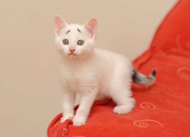 Gary apodado por sus dueños como “el Gatito Preocupado” es furor en las redes sociales y ya tiene hasta su propia página de Instagram. FOTO INSTAGRAM