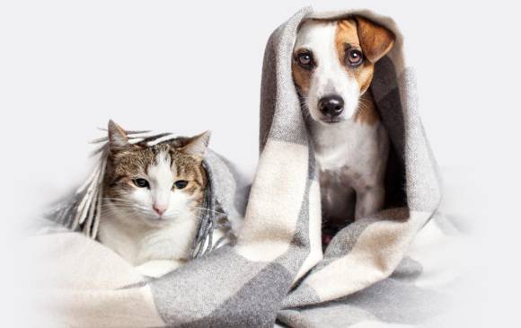 La depresión en perros y gatos es más común de lo que piensa. FOTOS SSTOCK