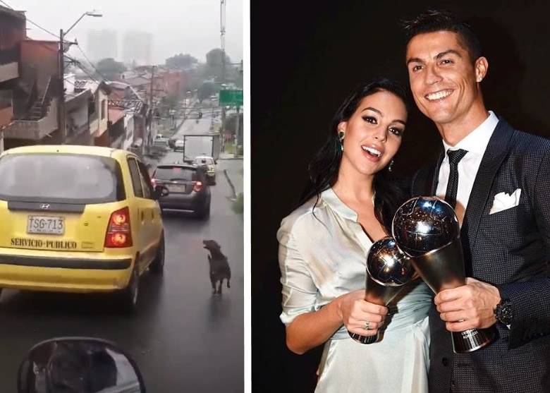 ¿Georgina, esposa de Cristiano, quiere al perrito del taxi?
