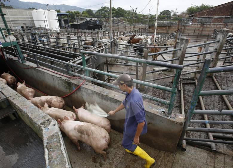 Asocajas sostiene que de cada 10 trabajadores rurales en Colombia, cinco laboran en el sector agropecuario y de ellos 4 son independientes y solo uno es asalariado. FOTO Manuel Saldarriaga