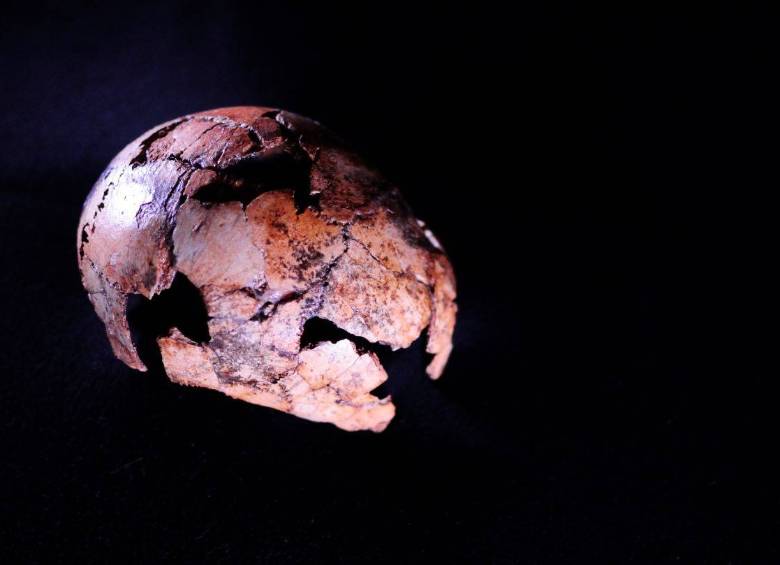 Cráneo reconstruido de Homo erectus hallado en el yacimiento sudafricano de Drimolen. Foto: Agencia SINC/Therese van Wyk, Universidad de Johanesburgo