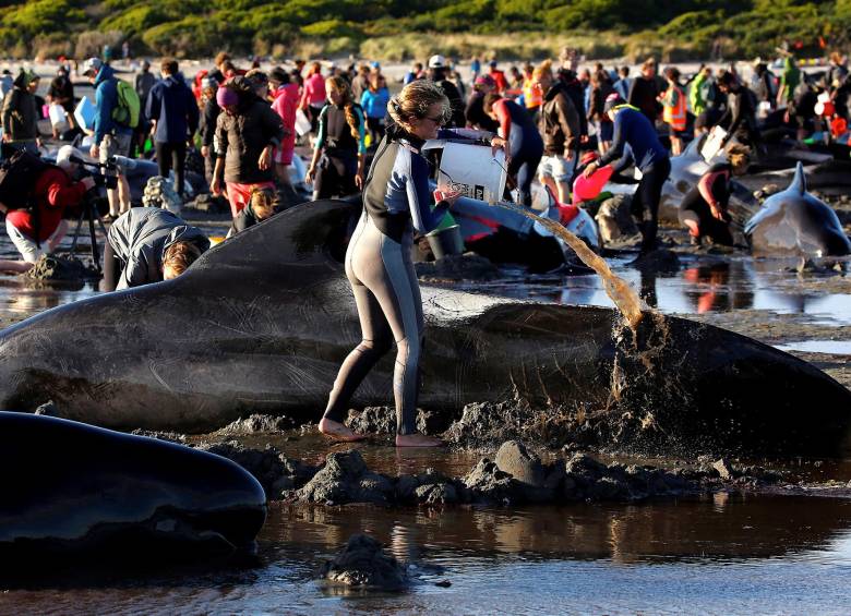 Cientos de ballenas murieron encalladas en playa de Nueva Zelanda