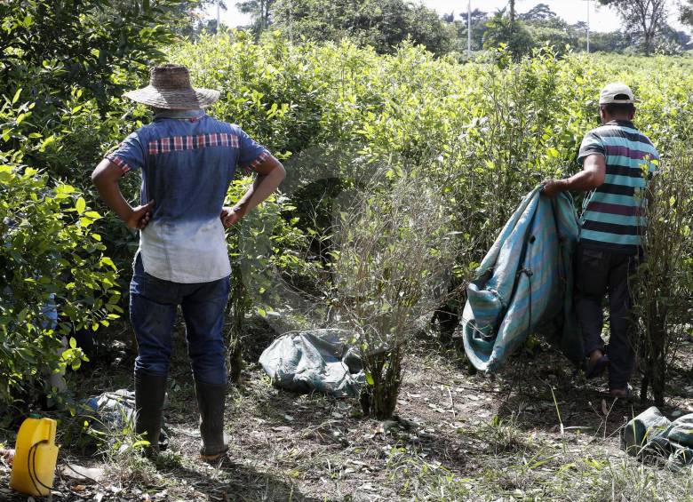 Descripción: Cultivos de coca en Altomira y Frontera en el Pacífico Colombiano.Foto: Manuel Saldarriaga Quintero