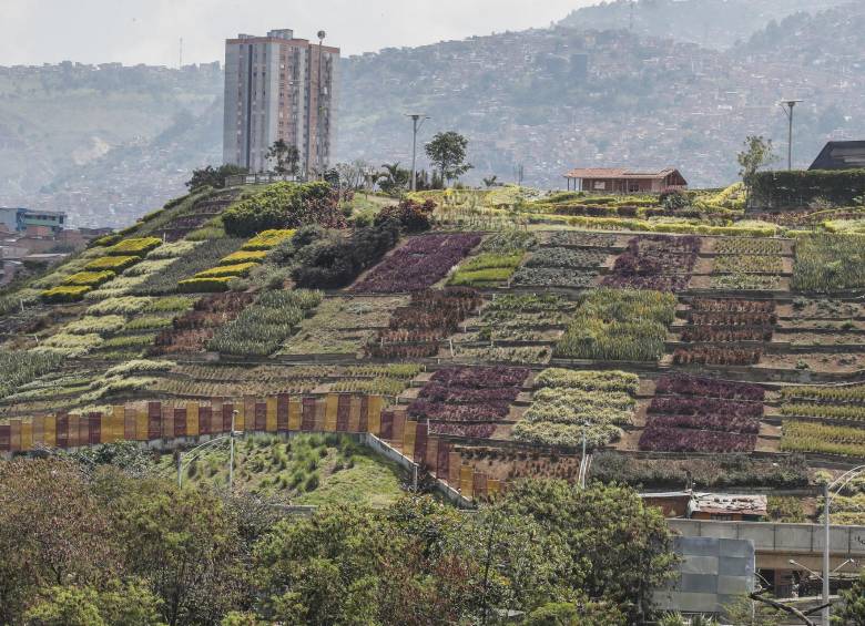 El antiguo morro de basuras aceleró la ocupación del territorio. En 2009, el botadero se convirtió en el jardín más grande de la ciudad. FOTOS RÓBINSON SÁENZ Y ARCHIVO EL COLOMBIANO