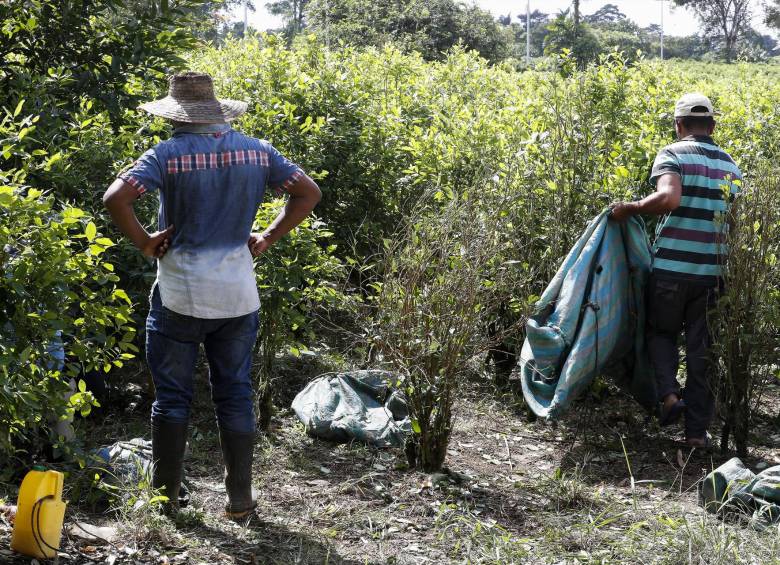 Según la Comisión de Política de Drogas de EE. UU., el Plan Colombia fue costoso y no logró reducir los cultivos de hoja de coca. FOTO: Manuel Saldarriaga 