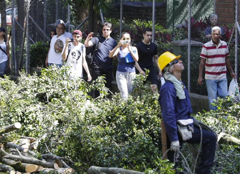 Los ecologistas cuestionan, además, el ruido que producen las sierras eléctricas, en una zona comercial y residencial. FOTO MANUEL SALDARRIAGA