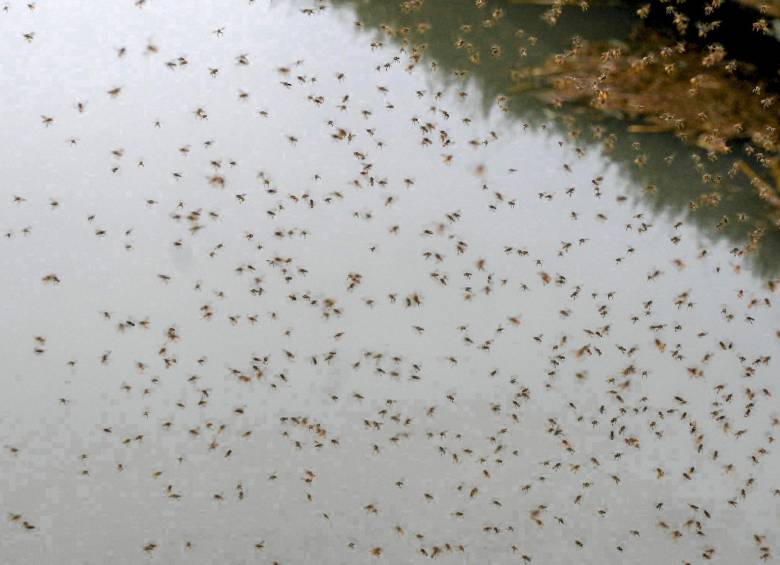 El Zika es filogenéticamente similar al dengue, la fiebre amarilla, y el virus del Nilo Occidental. FOTO JUAN ANTONIO SÁNCHEZ