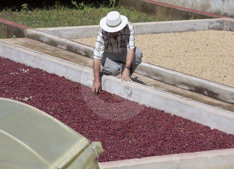La OIC calcula que en el año cafetero 2018/19 la producción de Colombia será de 14,2 millones de sacos. Foto: Manuel Saldarriaga.