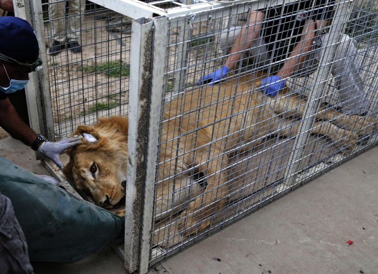 Los animales fueron evacuados a Jordania, donde serán estabilizados. FOTOS: AFP