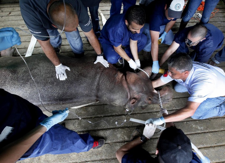 Sólo cincuenta minutos tardó la cirugía de castración del hipopótamo Matildo. FOTO julio césar herrera