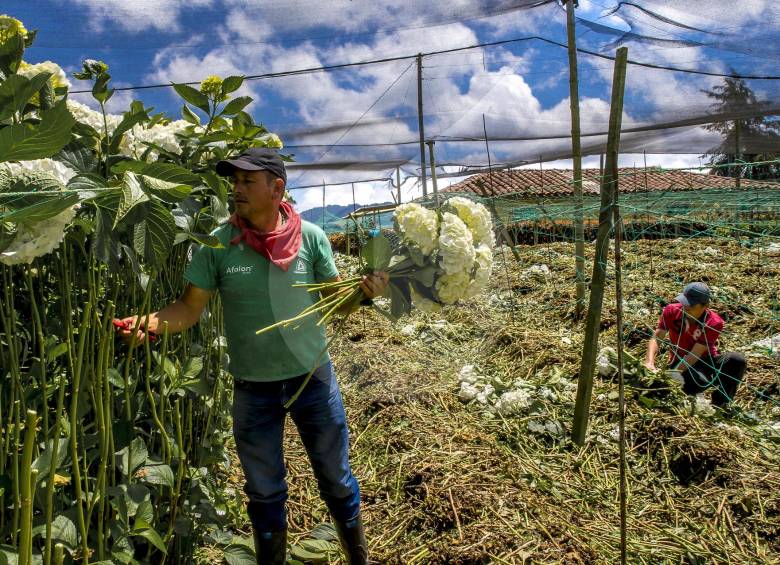 Los cultivos de flores están en crisis por la falta de demanda. Pequeños y grandes cultivadores han duplicado los esfuerzos para no cerrar e intentar salvar el producto. FOTO juan antonio sánchez