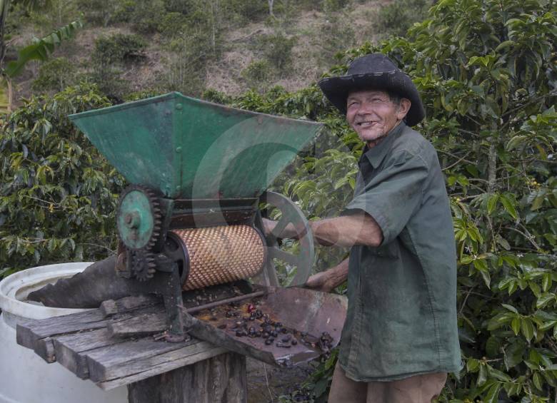 Los productores cafeteros han visto mermadas sus últimas cosechas debido a las mayores lluvias. FOTO EL COLOMBIANO.
