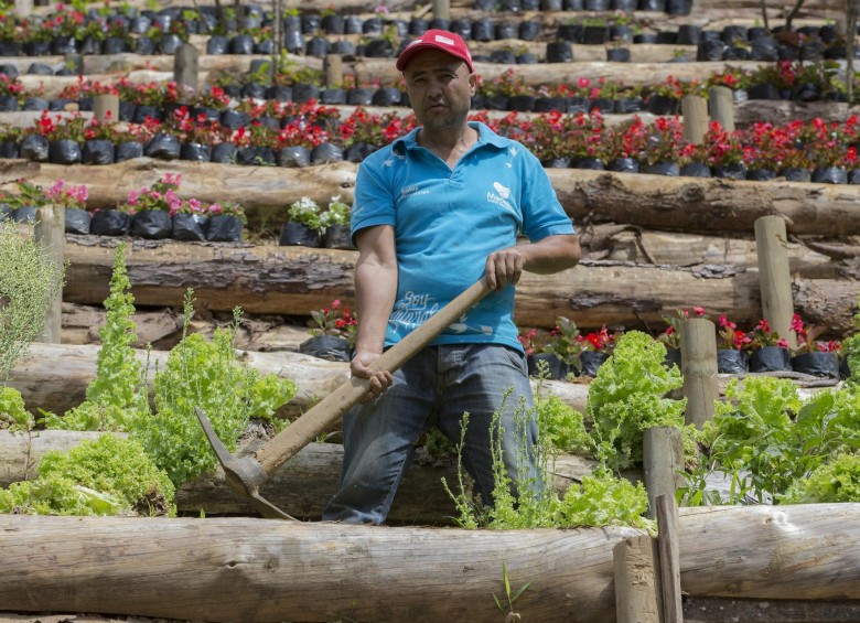 Desmovilizado de las Auc trabaja como jardinero. FOTO DONALDO ZULUAGA