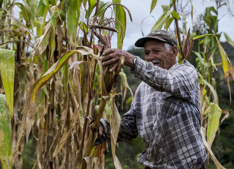 Tenga 70 o 90 años, el campesino no puede parar de trabajar