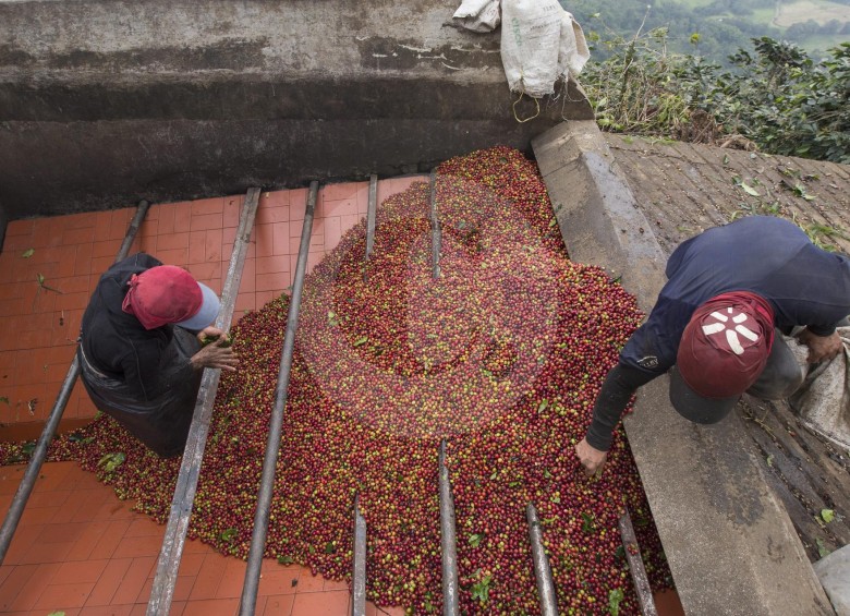 En enero, la producción de café colombiano creció 14,6 %, con casi 1,3 millones de sacos de 60 kilos cada uno frente a 1,1 millones en el mismo mes de 2018. FOTO Manuel Saldarriaga
