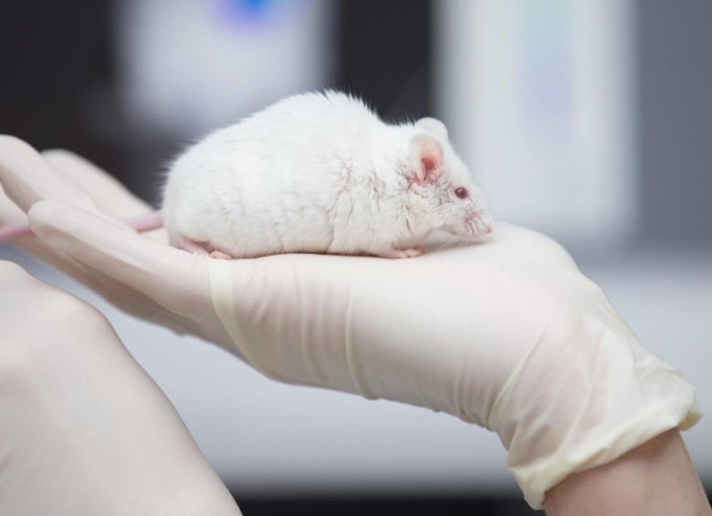 En poco más de una década los diferentes compromisos bioéticos y legislaciones internacionales lograron reducir el uso de animales en pruebas de cosméticos en un 90%. FOTO getty