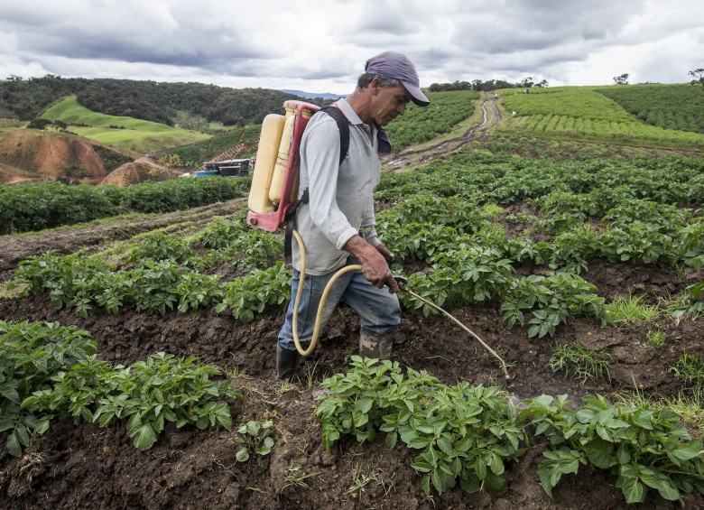 Los efectos del evento climático de 2015 y 2016 afectaron en gran medida al agro: perdió 20 % de su rendimiento. FOTO Jaime Pérez