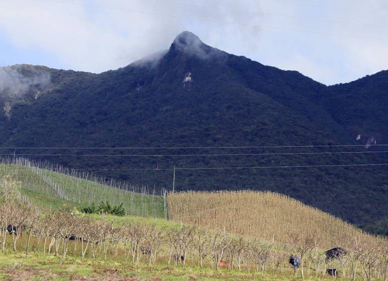 Foto en jurisdicción del páramo de Sonsón. En algunas regiones hay especies que ganan en altitud con rapidez, aunque hay árboles, en la parte más baja, que mueren. FOTO Róbinson Sáenz