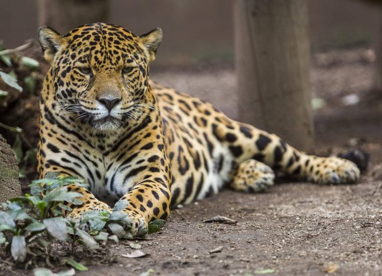 El jaguar, según versiones de testigos, fue ultimado. Este felino es una especie en vía de extinción. FOTO: Archivo EL COLOMBIANO