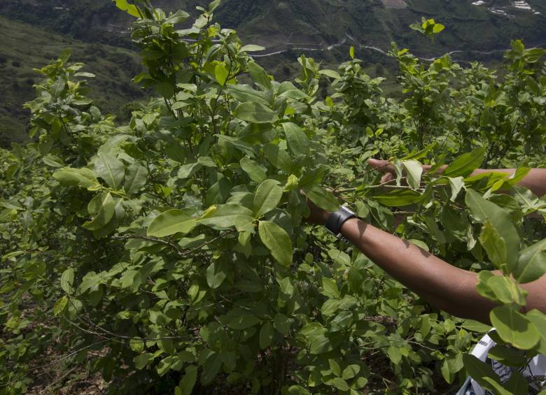 Plantas de coca en el municipio de Briceño, donde se pondrá en marcha el plan piloto de sustitución de cultivos. FOTO Donaldo Zuluaga
