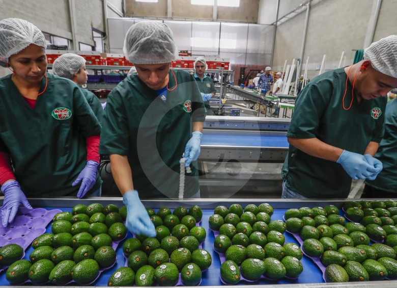 Dado el auge del aguacate Hass, Medellín será sede del IX World Avocado Congress, del 23 al 27 de septiembre. Foto: Archivo