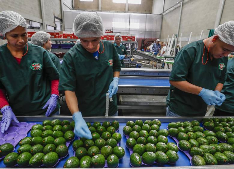 En la planta de producción de Westfalia trabajan 100 personas. Demoran día y medio en preparar el contenedor hacia EE. UU., cuando uno para Europa lo alistan en 4 horas. FOTO Róbinson Sáenz