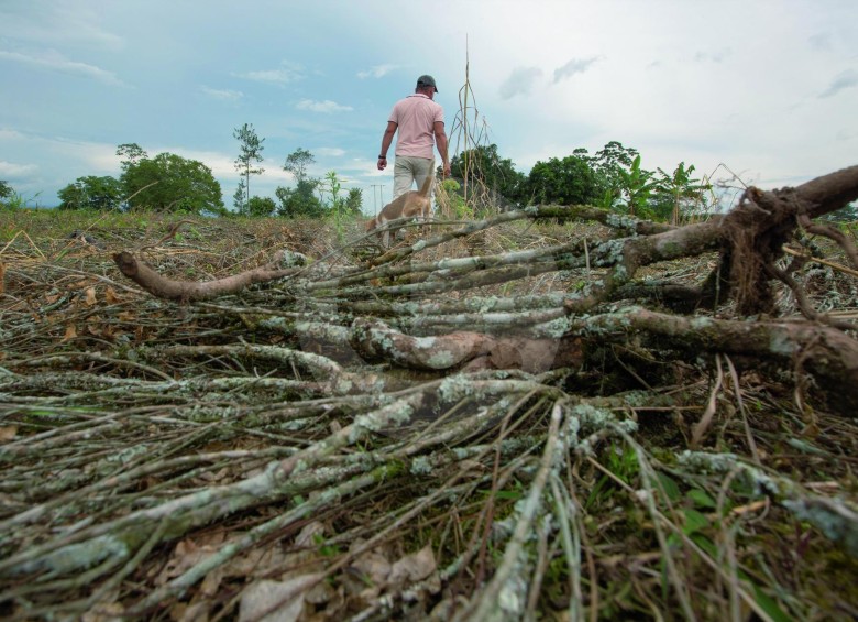 Quienes decidieron sustituir su cultivo de coca están en riesgo por causa de los grupos armados que se financian con el narcotráfico. FOTO: Manuel Saldarriaga