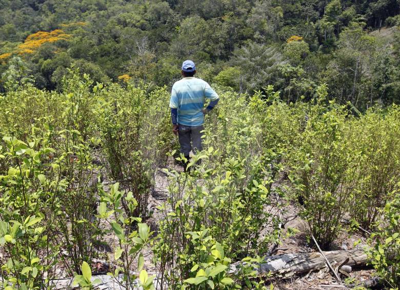 Cultivos ilícitos en el corregimiento La Gabarra, del municipio de Tibú. Coca. Foto: Jaime Pérez Munévar