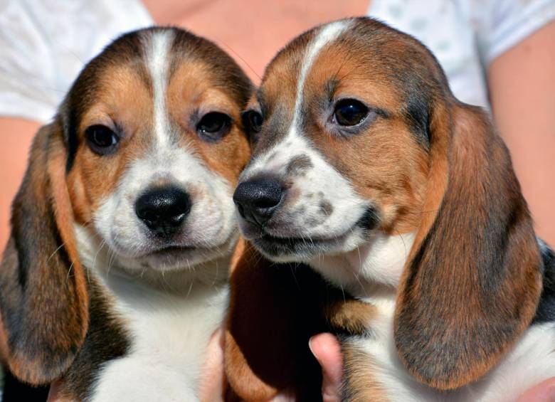 Estos cachorros de siete semanas de vida, tomada en septiembre pasado, hacen parte de la camada que la Universidad Cornell presentó a los medios de comunicación. FOTO ap