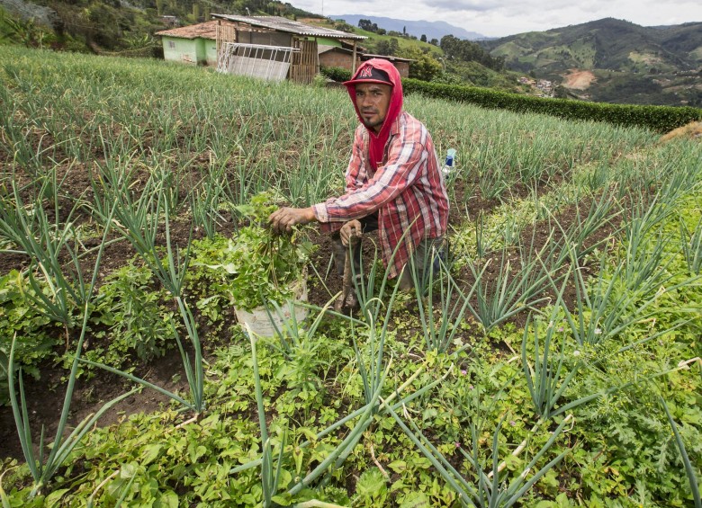 Las actividades del sector agropecuario observan la mayor tasa de accidentalidad laboral en Colombia, según Fasecolda. Foto: Jaime Pérez.