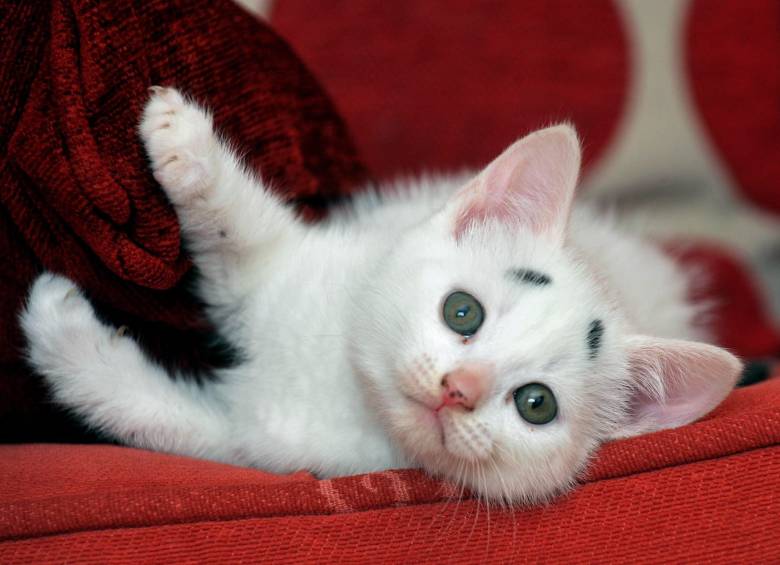 Gary apodado por sus dueños como “el Gatito Preocupado” es furor en las redes sociales y ya tiene hasta su propia página de Instagram. FOTO INSTAGRAM