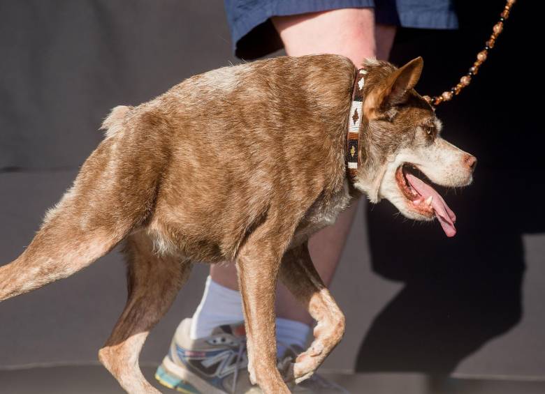 El perro ganador Quasi Modo. FOTO AP