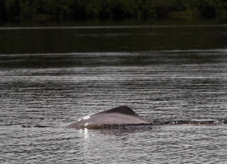 Delfines rosados en el Parque Nacional Natural Amacayacu. FOTO HENRY AGUDELO CANO
