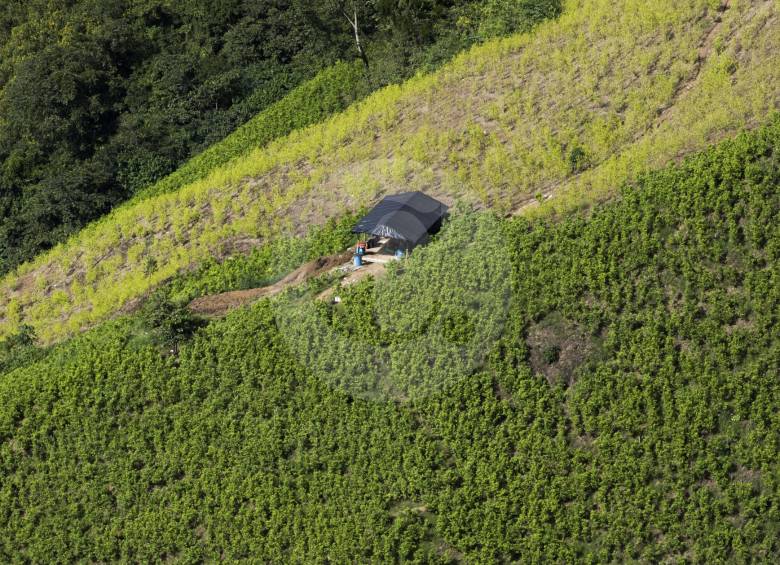 En veredas de Briceño como Palmichal (foto), los cultivos de mata de coca son abundantes, sus habitantes creen que no hay otro producto que de los mismos dividendos. FOTO Donaldo Zuluaga