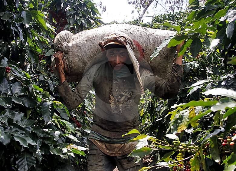 La producción cafetera de Antioquia se estima que es de 2,3 millones de sacos de café al año. FOTO Julio César Herrera