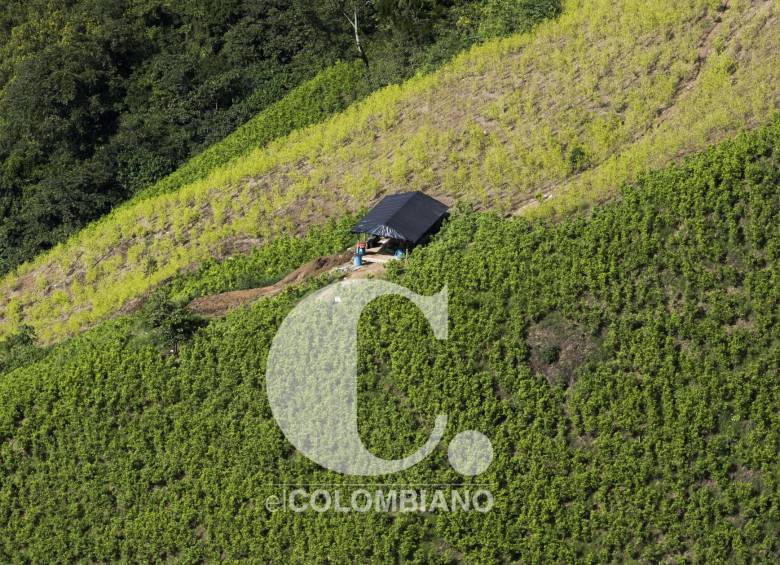 4.Plantación de coca.