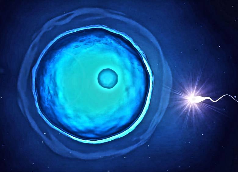 Óvulo y espermatozoide. En este casos fueron dos los que fertilizaron el óvulo. Foto Karl-Ludwig Poggemann