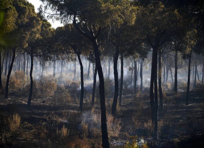 Incendio extinguido cerca del Parque Nacional Doñana al sur de Andalucía, España. Fueron evacuadas 1.500 personas. Aunque son importantes en la renovación ecosistémica, los incendios amenazan asentamientos humanos y se tratan de evitar a toda costa. FOTO afp