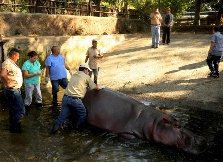 El animal presentaba heridas con punzón en el abdomen y el hocico, que le impedían alimentarse. FOTO EFE