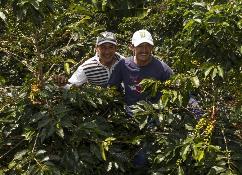 Los Rivera tienen el secreto para cultivar el mejor café en Caicedo
