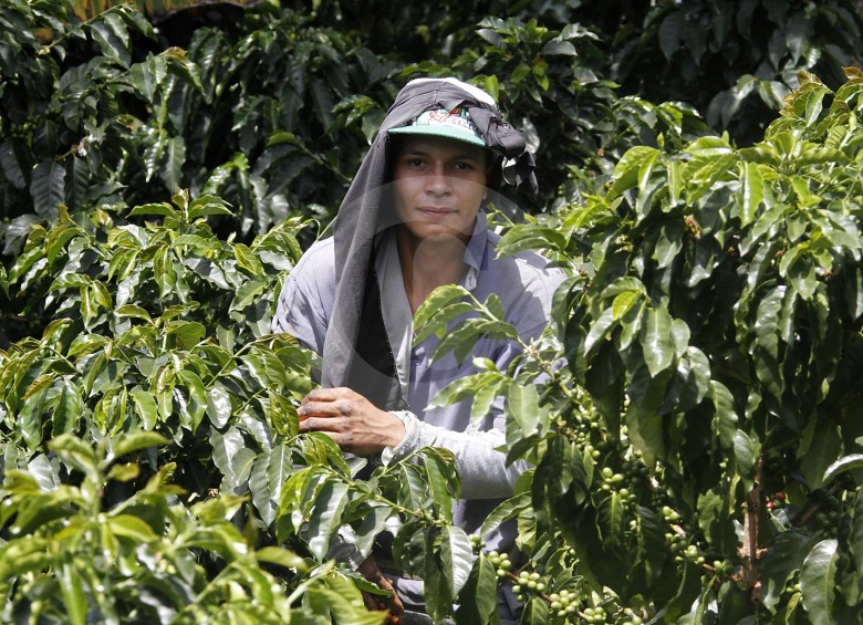 El cultivo de café ocupa en Colombia a 500 mil familias, pero preocupa el relevo generacional en la mano de obra. Se necesita incluir a más jóvenes en el proceso productivo del grano. FOTO D. Zuluaga