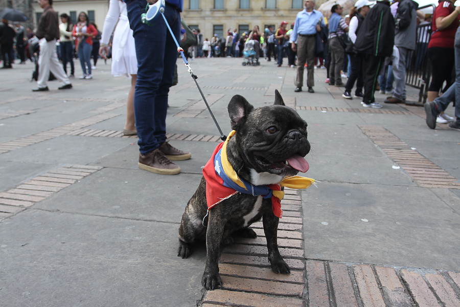Las mascotas asistieron también. FOTO COLPRENSA