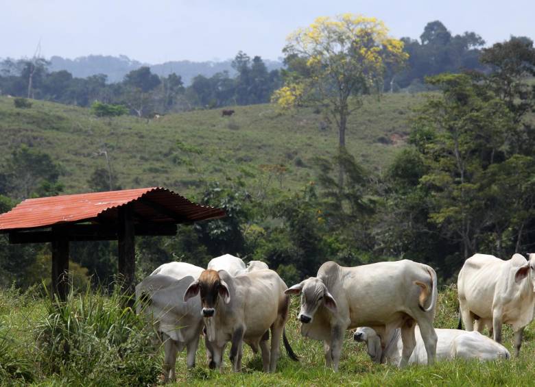 Ganado y banano, los reyes del campo antioqueño 