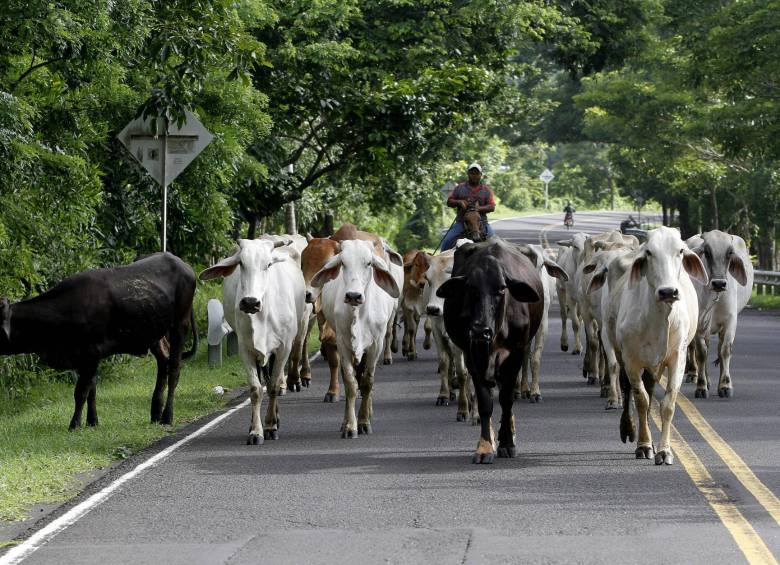 El Fondo Nacional de Ganado tiene entre sus tareas organizar industrias con sistemas eficientes de comercialización que permitan en ciertos casos subsidiar los precios de la carne. FOTO Archivo