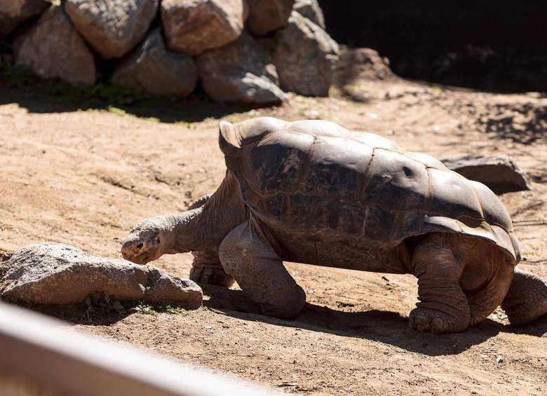 Son animales omnívoros, es decir que se alimentan de toda clase de vegetales en especial la lechuga verde. FOTO: Shutterstock
