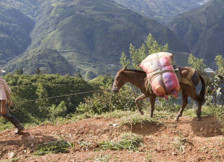 En Briceño, los campesinos han denunciado la presencia de grupos armados ilegales. FOTO: Donaldo Zuluaga