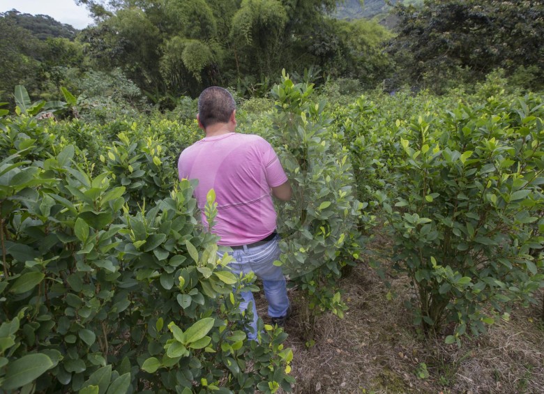 Cultivo de coca en Ricaurte.